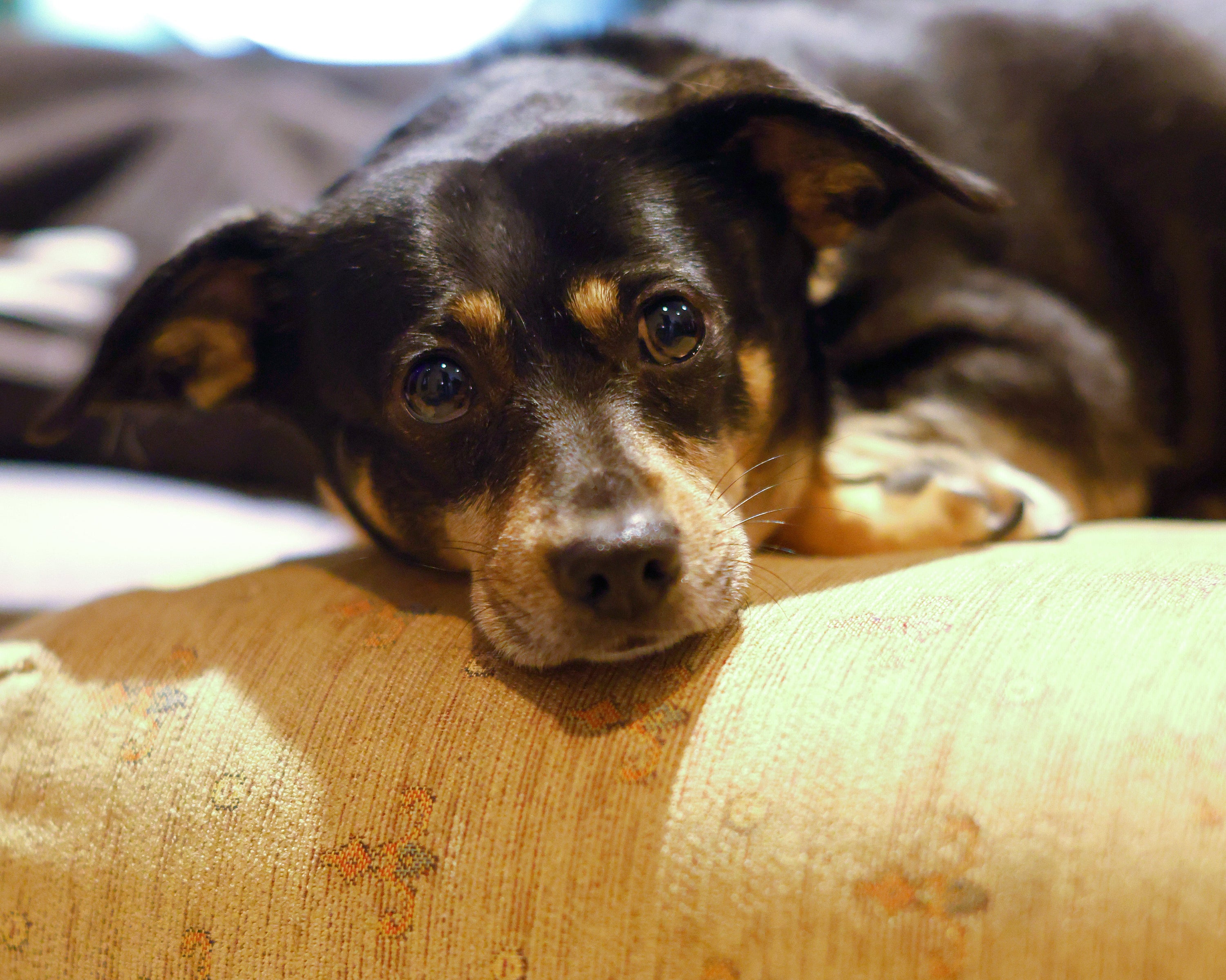 Kapitein Muis kreeg het aan de stok