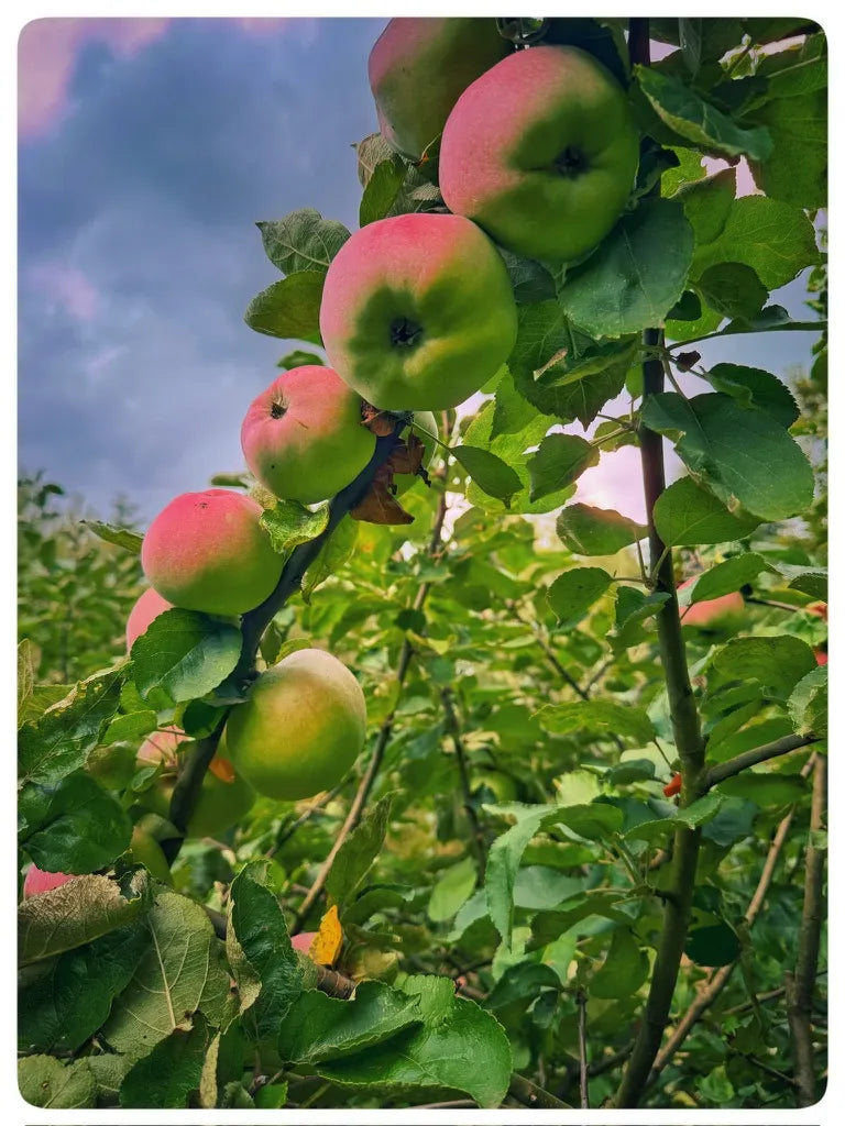 Appels plukken in de boom