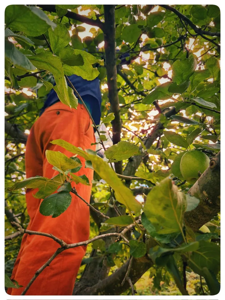 Ruben tussen de bladeren van de appelboom